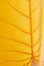 Loewe Women Alocasia Leaf top 206XF860 Bright Orange - Image 3